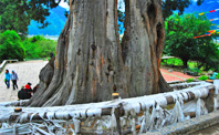 Great Cypress